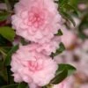 October Magic Pink Perplexion Camellia - 1 Gallon Pot 2 October Magic Pink Perplexion Camellia - 1 Gallon Pot -Flowers World Shop Caellia Pink Perplexion 500x750 1