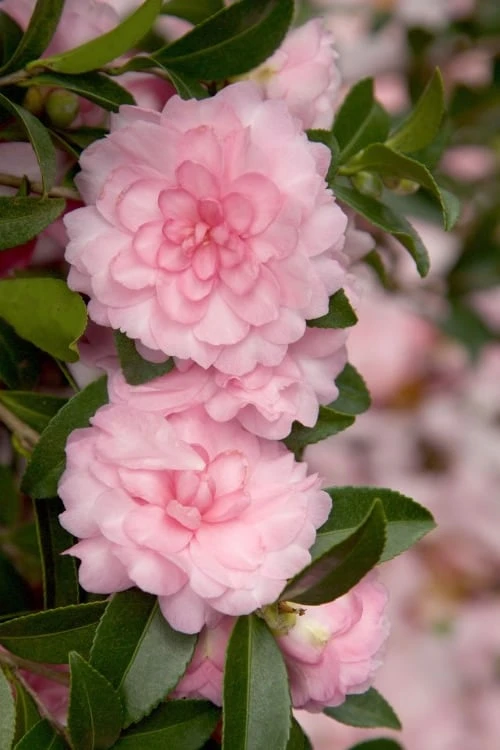 October Magic Pink Perplexion Camellia - 1 Gallon Pot 3 October Magic Pink Perplexion Camellia - 1 Gallon Pot