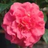 Ack-Scent Fragrant Pink Camellia Japonica - 3 Gallon Pot -Flowers World Shop Camellia Ack Scent JW 1 1
