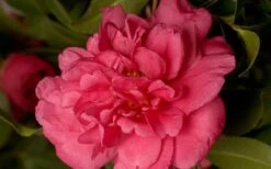 Alabama Beauty Camellia Sasanqua - 1 Gallon Pot -Flowers World Shop Camellia Alabama Beauty 50