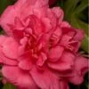 Alabama Beauty Camellia Sasanqua - 1 Gallon Pot -Flowers World Shop Camellia Alabama Beauty 500x750 1