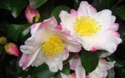 Apple Blossom Camellia Sasanqua - 1 Gallon Pot -Flowers World Shop Camellia Apple Blossom 1