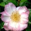 Apple Blossom Camellia Sasanqua - 1 Gallon Pot 1 Apple Blossom Camellia Sasanqua - 1 Gallon Pot -Flowers World Shop Camellia Apple Blossom 11