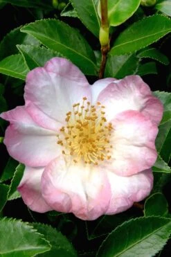 Apple Blossom Camellia Sasanqua - 1 Gallon Pot