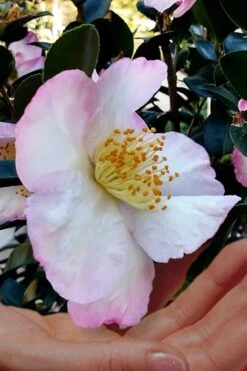 Apple Blossom Camellia Sasanqua - 1 Gallon Pot -Flowers World Shop Camellia Apple Blossom 6