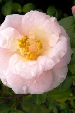 April Blush Cold Hardy Pink Camellia Japonica - 1 Gallon Pot