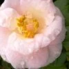 April Blush Cold Hardy Pink Camellia - 3 Gallon Pot 2 April Blush Cold Hardy Pink Camellia - 3 Gallon Pot -Flowers World Shop Camellia April Blush 2