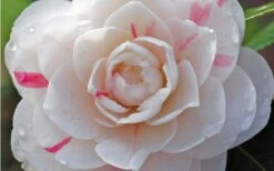 April Dawn Cold Hardy Camellia Japonica - 3 Gallon Pot -Flowers World Shop Camellia April Dawn 1 1