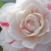 April Dawn Cold Hardy Camellia Japonica - 1 Gallon Pot -Flowers World Shop Camellia April Dawn 1 500x750 1