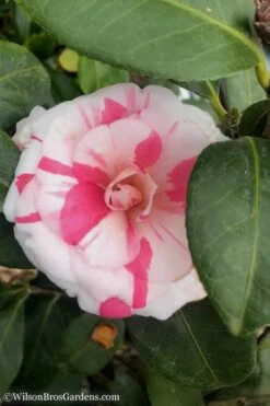 April Dawn Cold Hardy Camellia Japonica - 3 Gallon Pot -Flowers World Shop Camellia April Dawn 10
