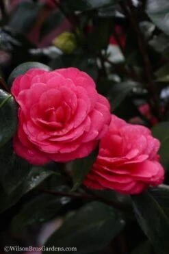April Dawn Cold Hardy Camellia Japonica - 3 Gallon Pot -Flowers World Shop Camellia April Dawn 20 1