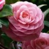 April Pink Cold Hardy Camellia Japonica - 1 Gallon Pot -Flowers World Shop Camellia April Pink 1