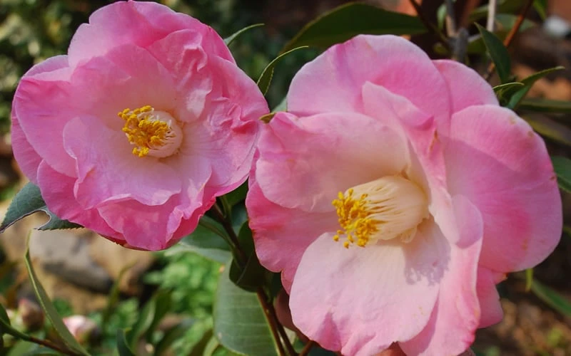 April Remembered Cold Hardy Pink Camellia Japonica - 3 Gallon Pot 6 April Remembered Cold Hardy Pink Camellia Japonica - 3 Gallon Pot - Image 4