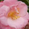 April Remembered Cold Hardy Pink Camellia Japonica - 3 Gallon Pot -Flowers World Shop Camellia April Remembered 1 500x750 2