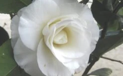 April Snow Camellia Japonica - 3 Gallon Pot -Flowers World Shop Camellia April Snow 1