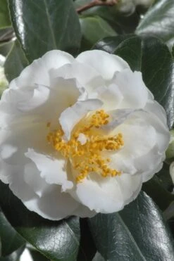April Snow Camellia Japonica - 3 Gallon Pot -Flowers World Shop Camellia April Snow 13