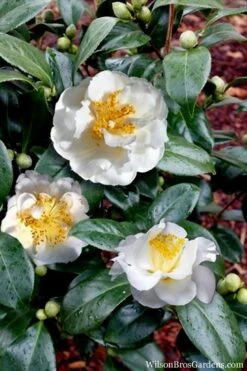 April Snow Camellia Japonica - 3 Gallon Pot -Flowers World Shop Camellia April Snow 14
