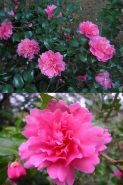 Autumn Spirit Camellia - Hybrid - 3 Gallon Pot -Flowers World Shop Camellia April Spirit 3