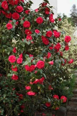 April Tryst Camellia Japonica - 3 Gallon Pot -Flowers World Shop Camellia April Tryst 2