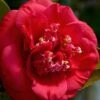 April Tryst Camellia Japonica - 7 Gallon Pot (3-4') 2 April Tryst Camellia Japonica - 7 Gallon Pot (3-4') -Flowers World Shop Camellia April Tryst 3 1