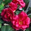 Bella Rouge Camellia Sasanqua - 2 Gallon Pot -Flowers World Shop Camellia Bella Rouge 10