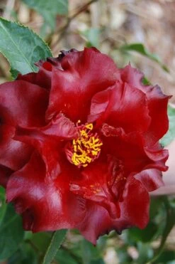 Black Magic Camellia Japonica - 7 Gallon Pot (2-3') -Flowers World Shop Camellia Black Magic 2 2