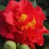 Blood Of China Fragrant Red Camellia Japonica - 1 Gallon Pot 1 Blood Of China Fragrant Red Camellia Japonica - 1 Gallon Pot -Flowers World Shop Camellia Blood Of China 1