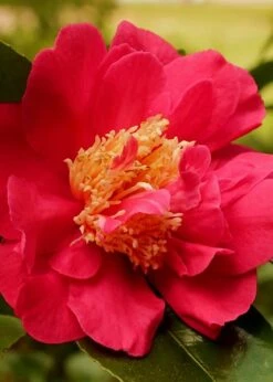 Blood Of China Fragrant Red Camellia Japonica - 1 Gallon Pot -Flowers World Shop Camellia Blood Of China 3