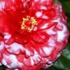 Bobbie Fain Red & White Variegated Camellia Japonica - 1 Gallon Pot 2 Bobbie Fain Red & White Variegated Camellia Japonica - 1 Gallon Pot -Flowers World Shop Camellia Bobby Fain 1