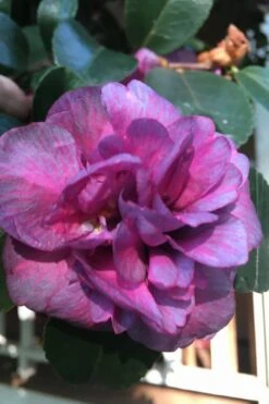 Bonanza Purple Camellia Sasanqua - 3 Gallon Pot -Flowers World Shop Camellia Bonanza Purple 4