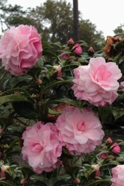 Buttons 'n Bows Camellia Hybrid - 1 Gallon Pot 8 Buttons 'n Bows Camellia Hybrid - 1 Gallon Pot -Flowers World Shop Camellia Buttons And Bows 1