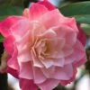 Buttons 'n Bows Camellia Hybrid - 1 Gallon Pot -Flowers World Shop Camellia Buttons And Bows JW 1