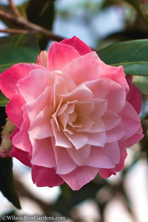 Buttons 'n Bows Camellia Hybrid - 1 Gallon Pot 3 Buttons 'n Bows Camellia Hybrid - 1 Gallon Pot