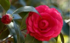 C. M. Hovey Camellia Japonica - 3 Gallon Pot 9 C. M. Hovey Camellia Japonica - 3 Gallon Pot -Flowers World Shop Camellia C M Hovey 1