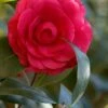 C. M. Hovey Camellia Japonica - 3 Gallon Pot -Flowers World Shop Camellia C M Hovey 1 500x750 1