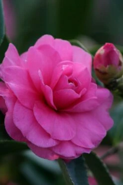 Chansonette Dwarf Weeping Camellia Sasanqua - 1 Gallon Pot 12 Chansonette Dwarf Weeping Camellia Sasanqua - 1 Gallon Pot -Flowers World Shop Camellia Chansonette 2 1