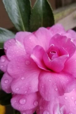 Chansonette Dwarf Weeping Camellia Sasanqua - 1 Gallon Pot 13 Chansonette Dwarf Weeping Camellia Sasanqua - 1 Gallon Pot -Flowers World Shop Camellia Chansonette 4 1