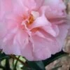 Cotton Candy Camellia Sasanqua - 3 Gallon Pot -Flowers World Shop Camellia Cotton Candy 500x750 2