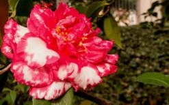 Sacred Dance Camellia Japonica 'Daikagura' - 3 Gallon Pot -Flowers World Shop Camellia Daikagura 3