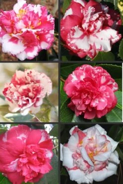 Sacred Dance Camellia Japonica 'Daikagura' - 3 Gallon Pot -Flowers World Shop Camellia Daikagura Colors 500x750 1