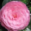 E.G. Waterhouse Camellia - Williamsii Hybrid - 3 Gallon Pot -Flowers World Shop Camellia EG Waterhouse 1 1