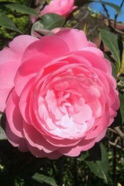 E.G. Waterhouse Camellia - Williamsii Hybrid - 3 Gallon Pot -Flowers World Shop Camellia EG Waterhouse 2 1