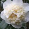 Fifth Avenue White Camellia Japonica - 1 Gallon Pot -Flowers World Shop Camellia Fifth Avenue 1