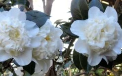 Fifth Avenue White Camellia Japonica - 3 Gallon Pot -Flowers World Shop Camellia Fifth Avenue 21