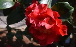 Frank Brownlee Camellia - 3 Gallon Pot -Flowers World Shop Camellia Frank Brownlee 3