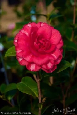 Glen 40 Camellia Japonica - 1 Gallon Pot -Flowers World Shop Camellia Glen 40 JW 1