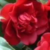 Governor Mouton Red Camellia Japonica - 1 Gallon Pot -Flowers World Shop Camellia Governor Mouton 1 500x750 2