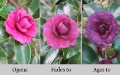 Green's Blues Dwarf Camellia Sasanqua - 1 Gallon Pot -Flowers World Shop Camellia Greens Blues 10