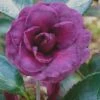 Green's Blues Dwarf Camellia Sasanqua - 1 Gallon Pot -Flowers World Shop Camellia Greens Blues 3