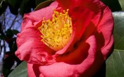 Greensboro Red Camellia Japonica - 1 Gallon Pot 9 Greensboro Red Camellia Japonica - 1 Gallon Pot -Flowers World Shop Camellia Greensboro Red 1